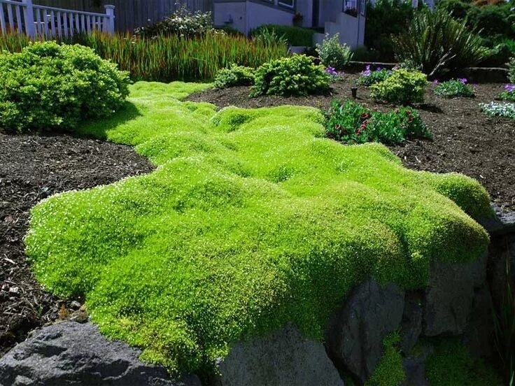 Почвопокровные растения для сада фото Sagina subulata "Scotch Moss" Moss plant, Evergreen groundcover, Backyard landsc