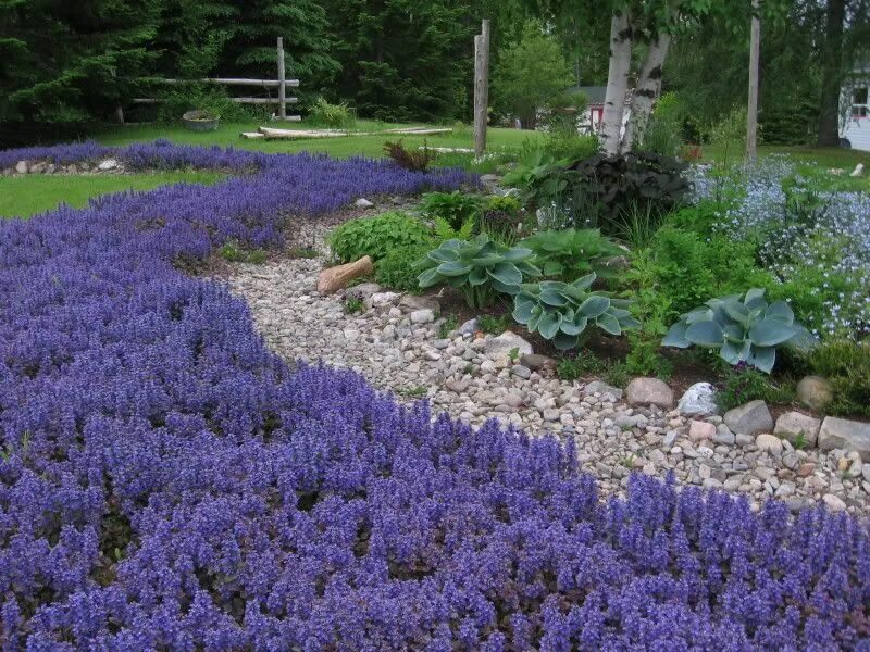 Почвопокровные растения в ландшафтном дизайне фото Top 10 Flowers That Bloom all Year Pouted.com Flowering shade plants, Ground cov