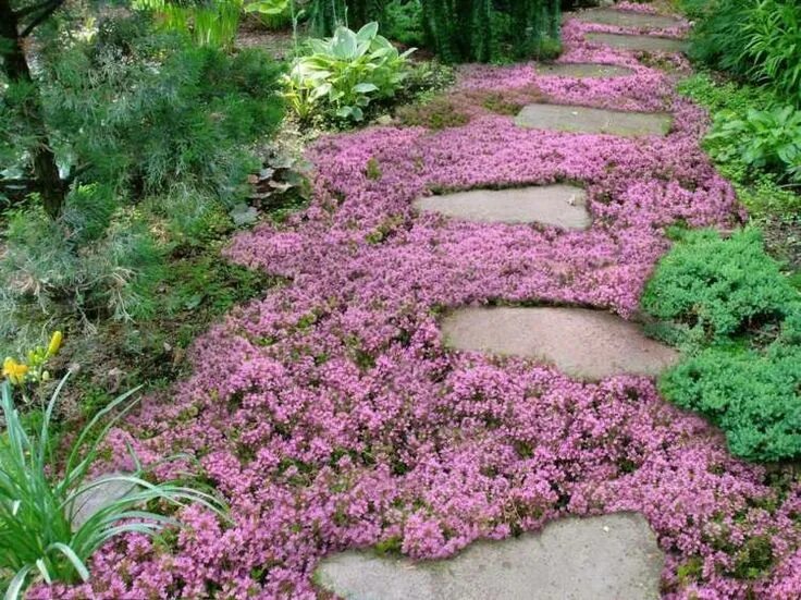 Почвопокровные растения в ландшафтном дизайне фото Bodendecker für Schatten: 15 Bodendeckende Dauerblüher winterhart Ground cover p