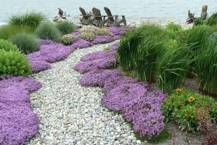 Почвопокровные растения в ландшафтном дизайне фото Thymus serpyllum (Creeping Thyme) Ground cover plants, Backyard garden landscape