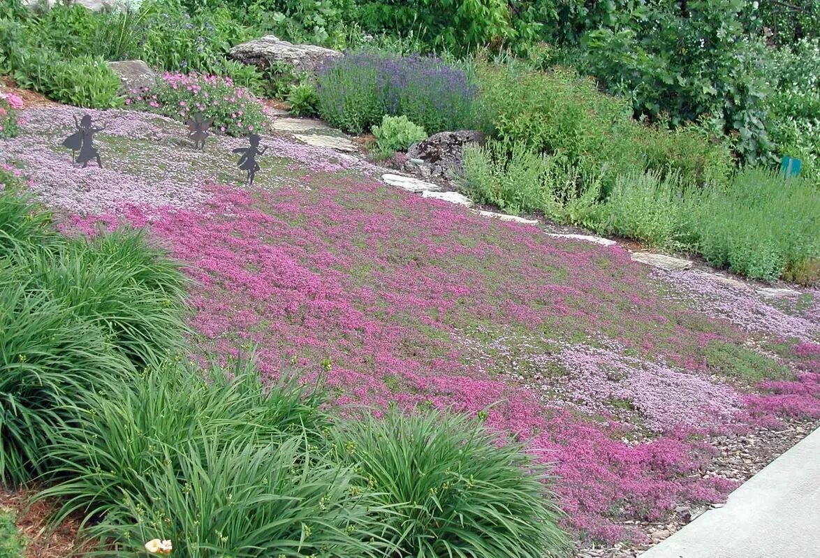 Почвопокровные растения в ландшафтном дизайне фото creeping thyme front lawn - Yahoo Image Search Results Lawn alternatives, Ground