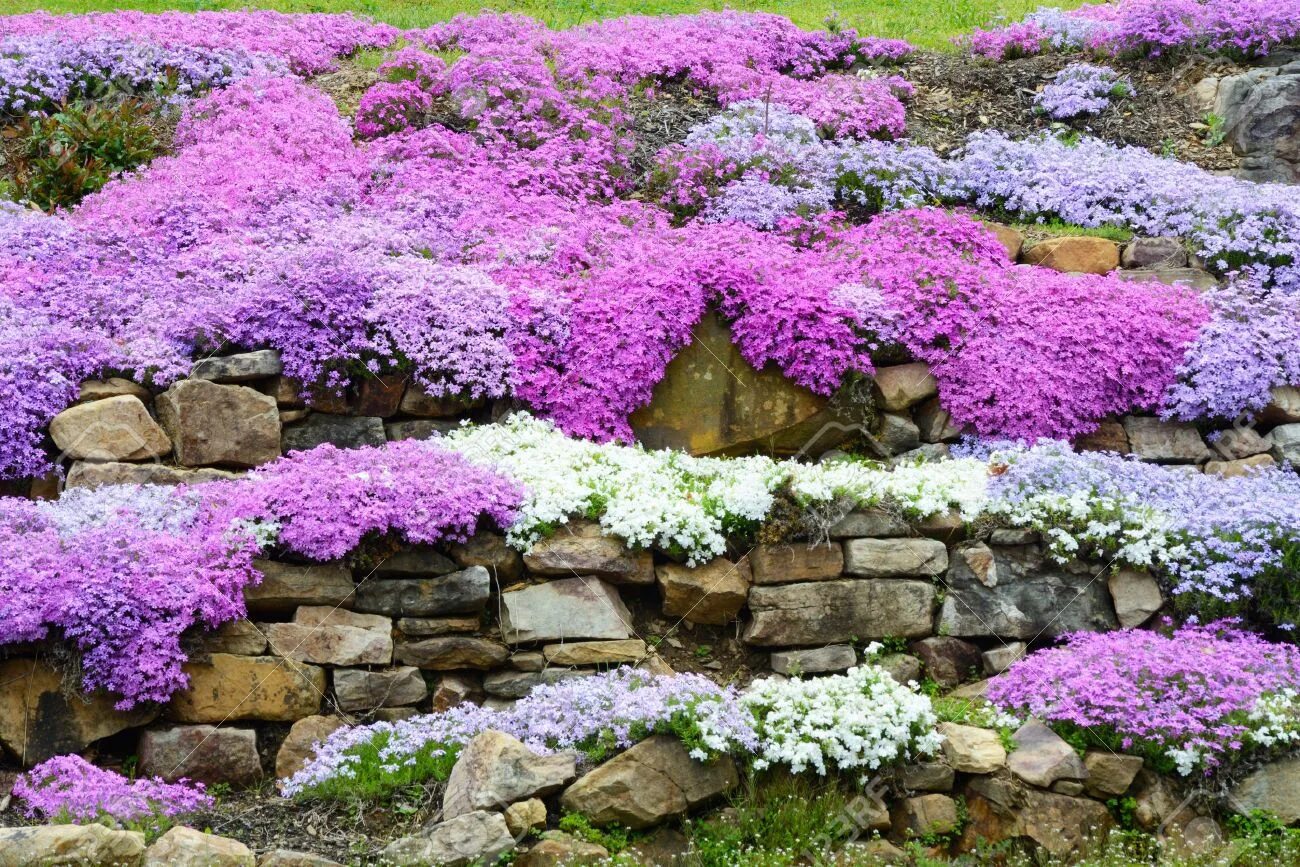 Почвопокровные растения в ландшафтном дизайне фото Landscaping With Colorful Creeping Phlox. Landscaping with rocks, Rock garden, C