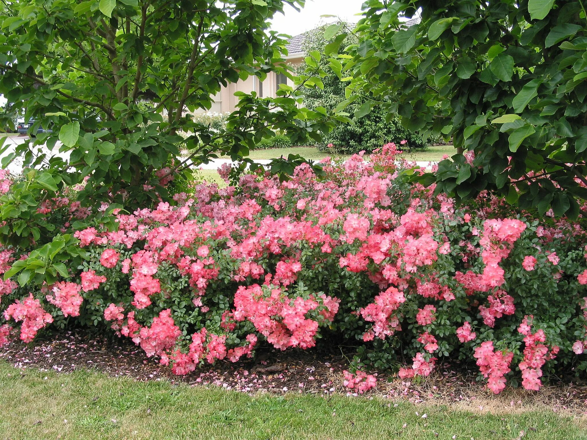 Почвопокровные розы фото Flower Carpet Coral Roses Ground cover roses, Landscaping with roses, Disease re