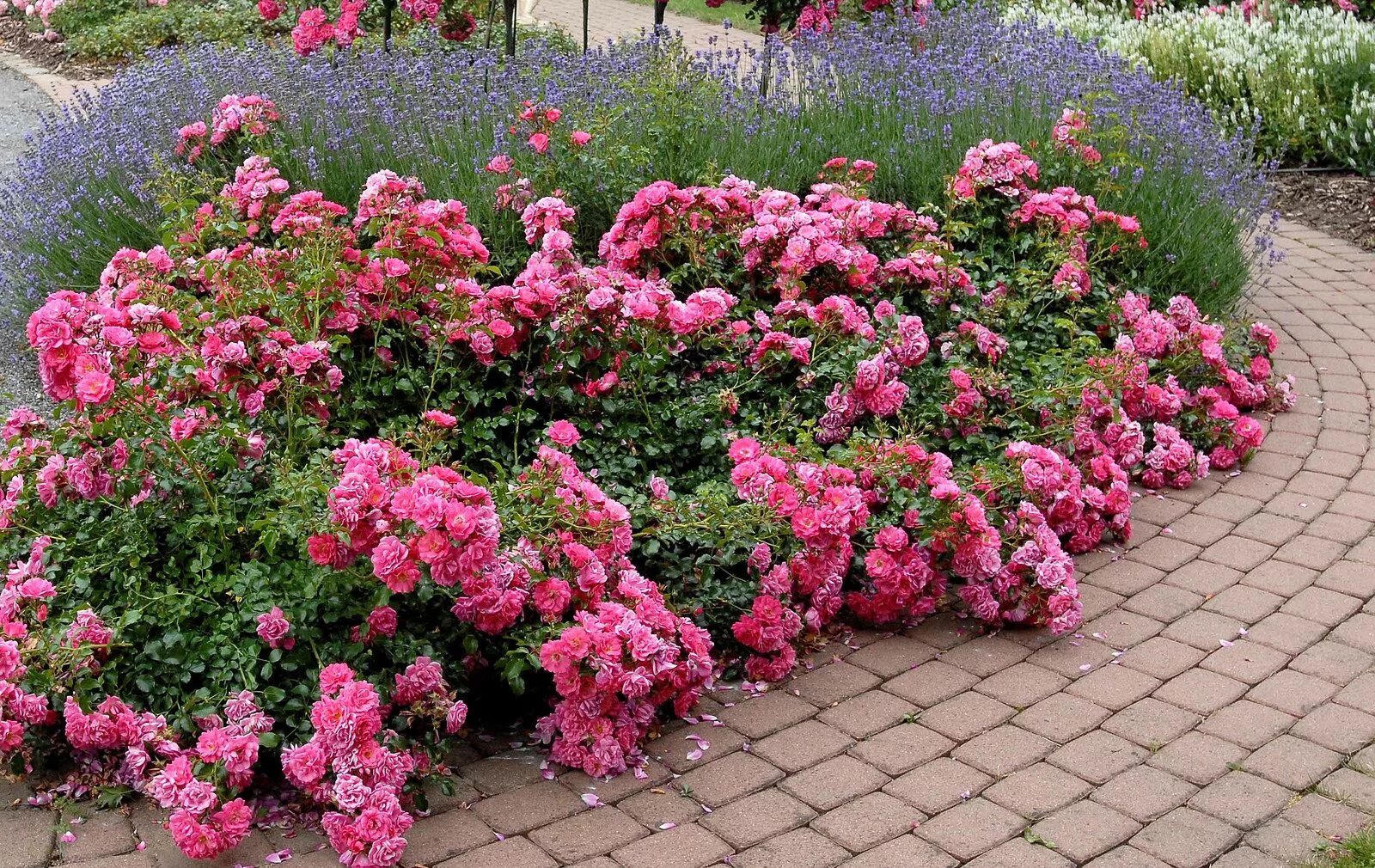 Почвопокровные розы фото Flower Carpet Rose Pink and lavender along walkway Backyard flowers garden, Shru