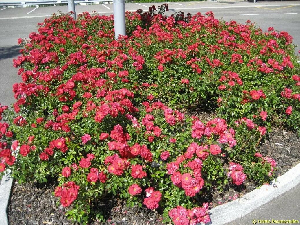 Почвопокровные розы фото с названиями Роза почвопокровная "Ред Фейри" (Rose "Red Fairy") С3-С5