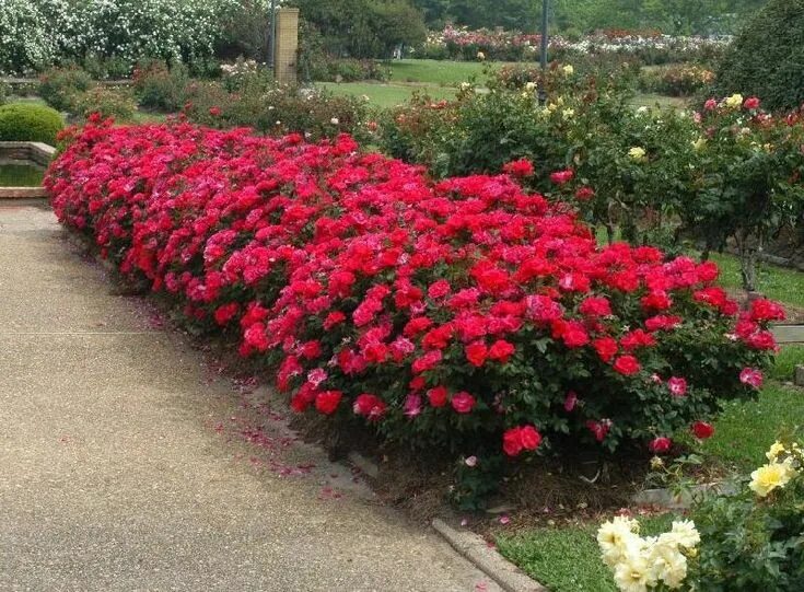 Почвопокровные розы фото с названиями Knock-out Roses.. very easy care Blommor, Trädgård, För hemmet