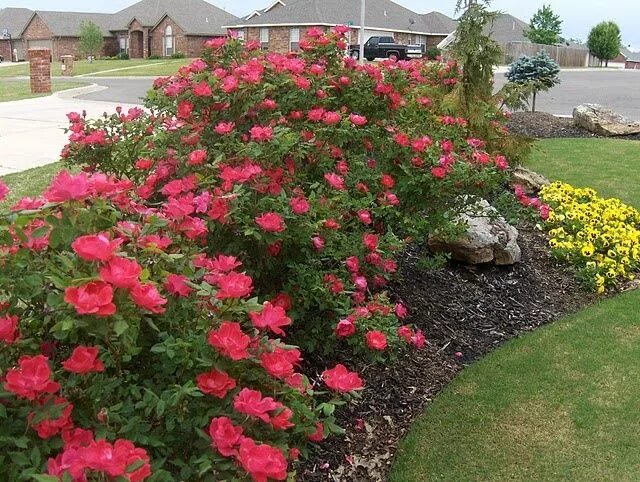 Почвопокровные розы в ландшафтном дизайне double knock-out roses Garden Ideas Pinterest Knockout roses, Rose garden design