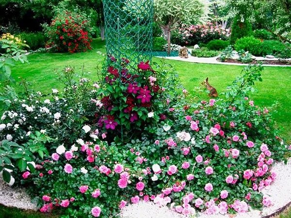 Почвопокровные розы в ландшафтном дизайне Схемы розария Flower garden, Backyard landscaping, Garden care