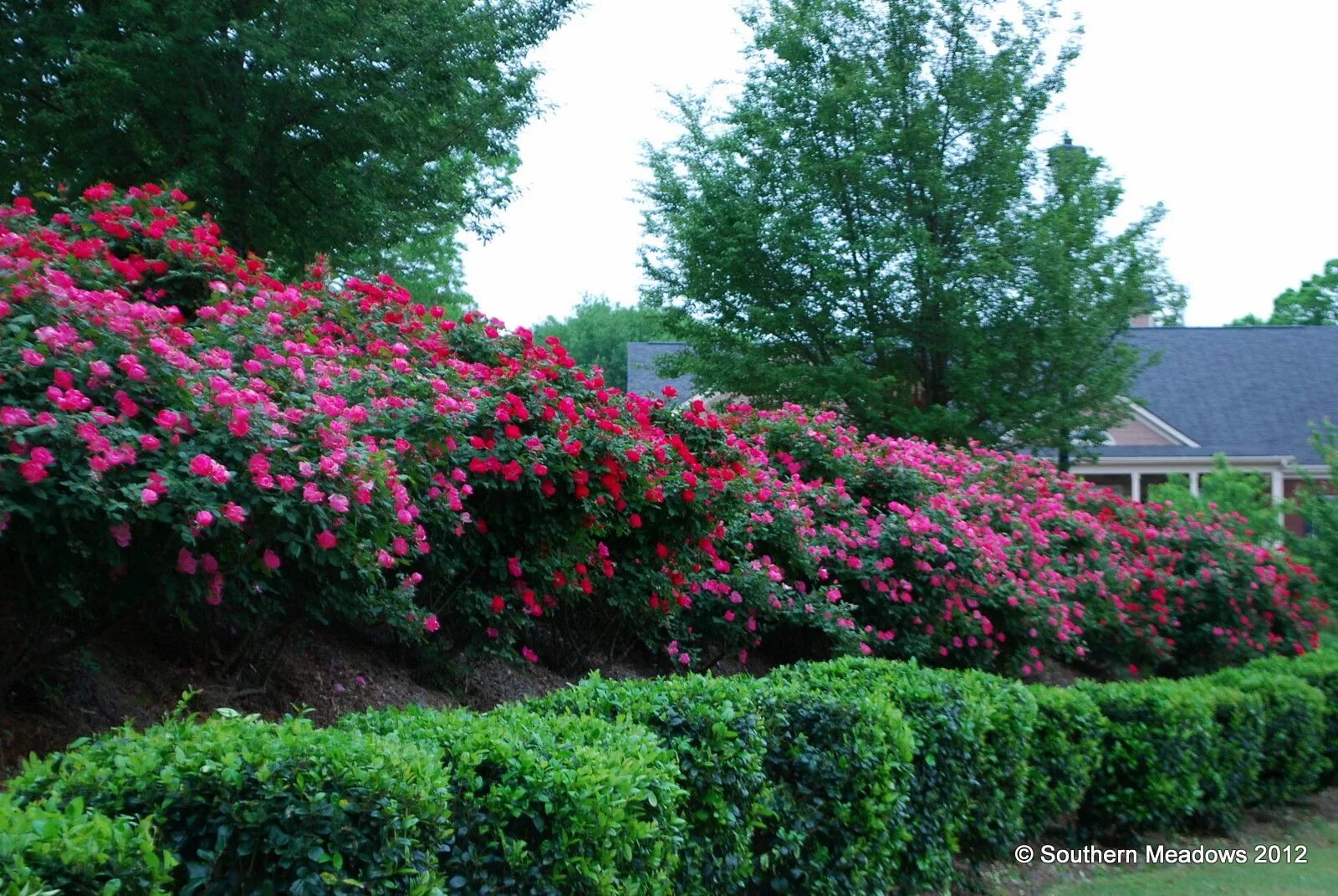 Почвопокровные розы в ландшафтном дизайне фото Southern Meadows: Garden Bloggers' Bloom Day April 2012 Hillside landscaping, Ga