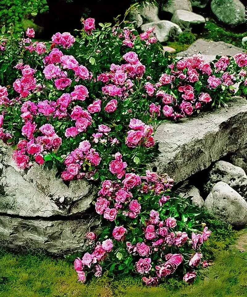 Flower Carpet Pink Supreme groundcover roses Ground cover roses, Landscaping wit