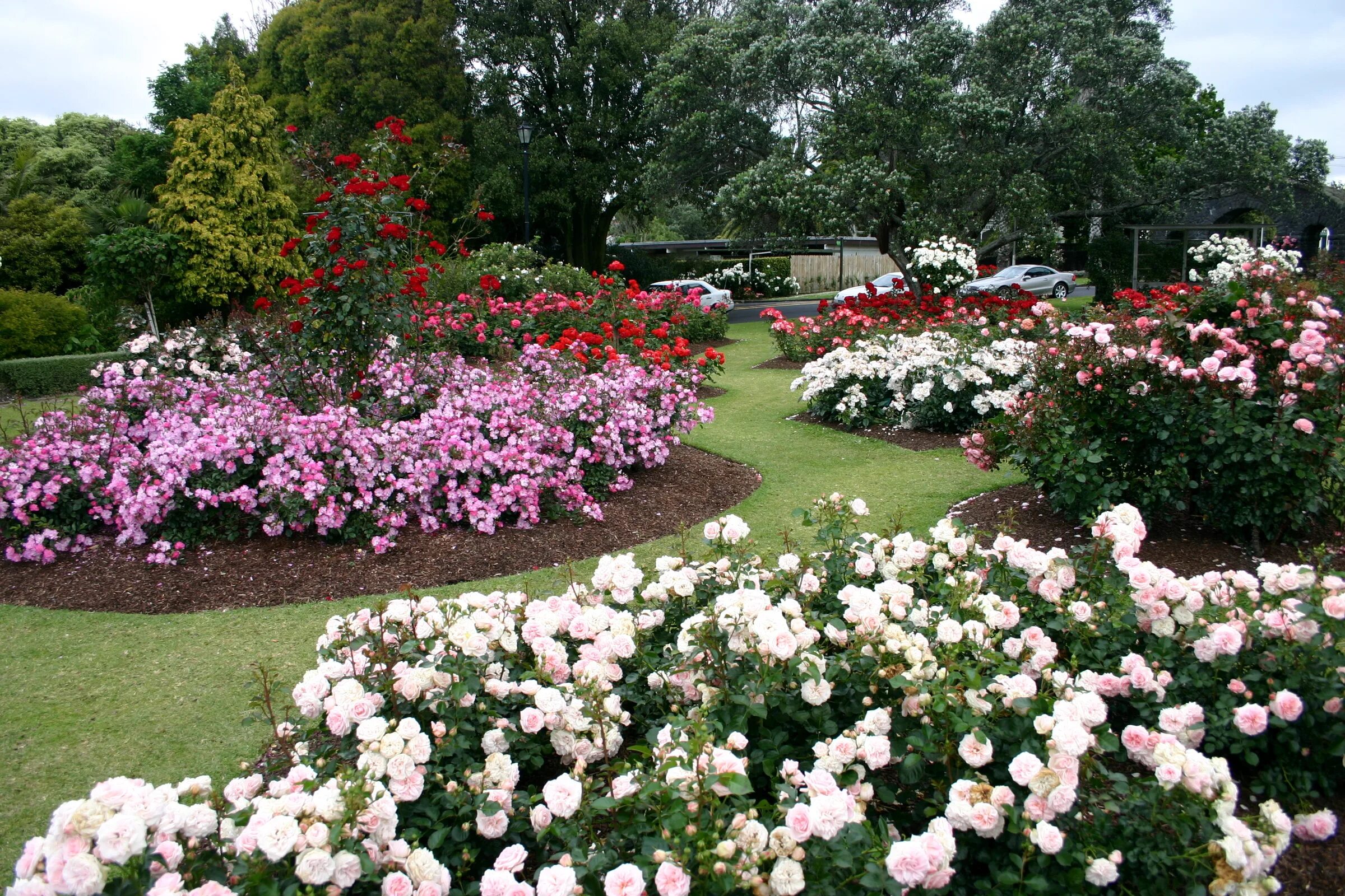 Почвопокровные розы в ландшафтном дизайне фото Фото Parnell Rose Gardens Новая Зеландия Окленд Природа 2400x1600