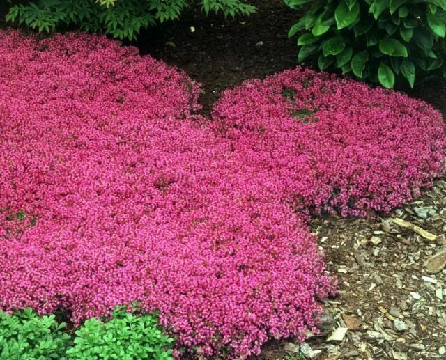 Почвопокровные цветущие многолетники фото тимьян фото растения Lawn and garden, Lawn alternatives, Red creeping thyme