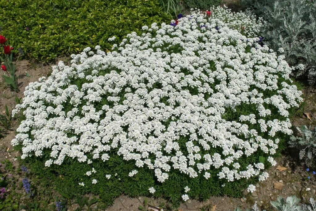 Почвопокровные цветущие многолетники фото Iberis sempervirens - Rasadnik Franceskija