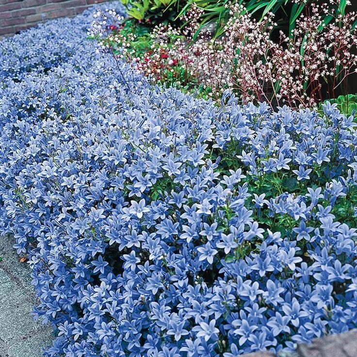 Почвопокровные цветы многолетники фото и названия цветущие Spring Hill Nurseries 2.5 in. Pot Dalmatin Bellflower (Campanula), Live Deciduou