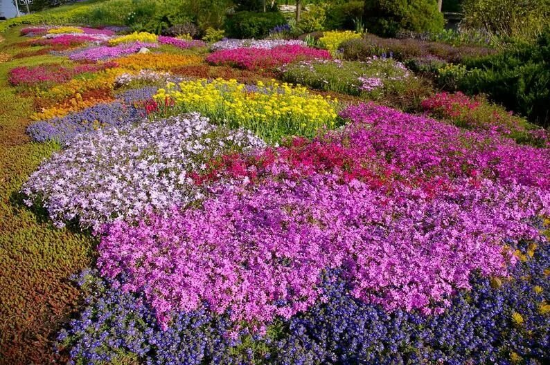 Почвопокровные цветы многолетники фото на солнце Aubrieta Cascade Multicolored Rockcress Cascading Flower Seeds Etsy Perennials, 