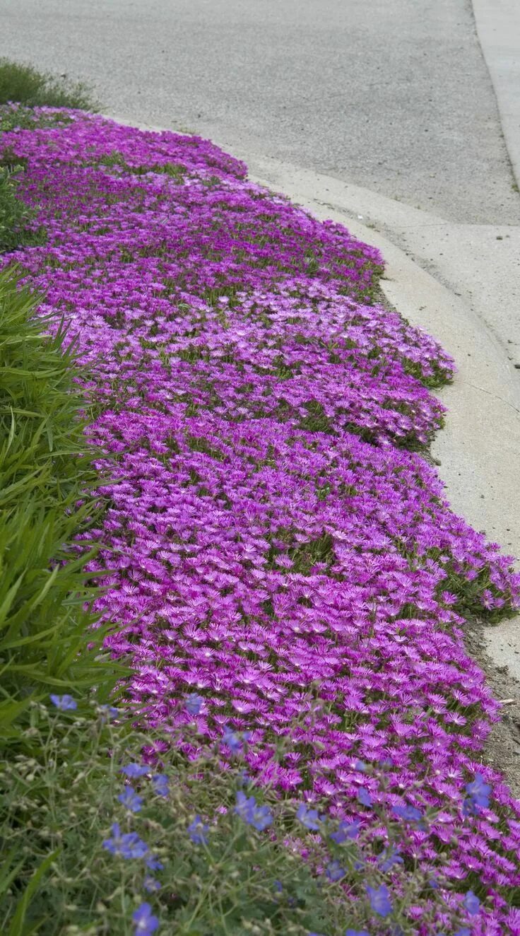 Почвопокровные цветы многолетники фото на солнце HOT and DRY. Drought tolerant Ice Plant (Delosperma) is right at home along this