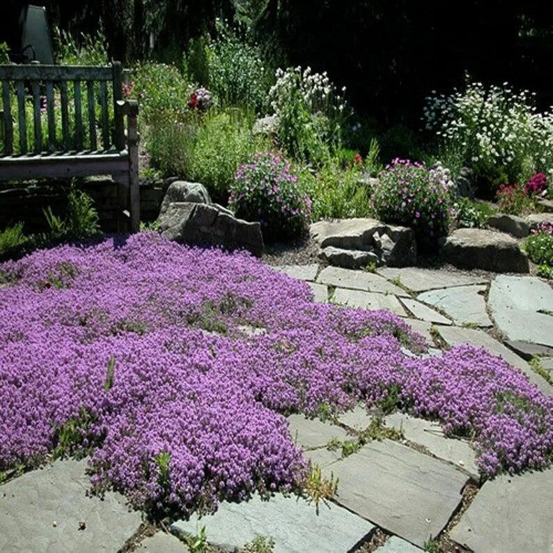 Почвопокровные цветы многолетники фото на солнце Creeping Thyme Magic Carpet Seeds thymus Serpyllum 100seeds Etsy Creeping thyme,