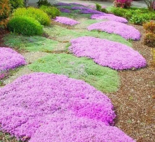 Почвопокровные травы многолетники фото Promotion!100 Pcs/bag Creeping Thyme Bonsai Or Multi-color Rock Cress Plant - Pe