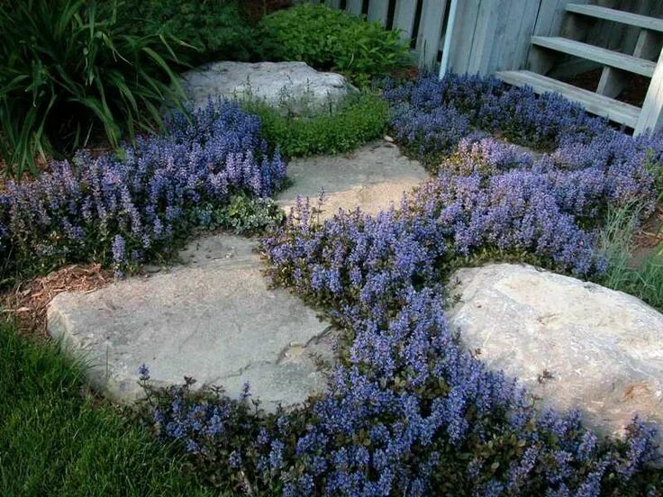 Почвопокровные в ландшафтном дизайне Ajuga reptans 'Valfredda' CHOCOLATE CHIP - Plant Finder Ground cover plants, Roc