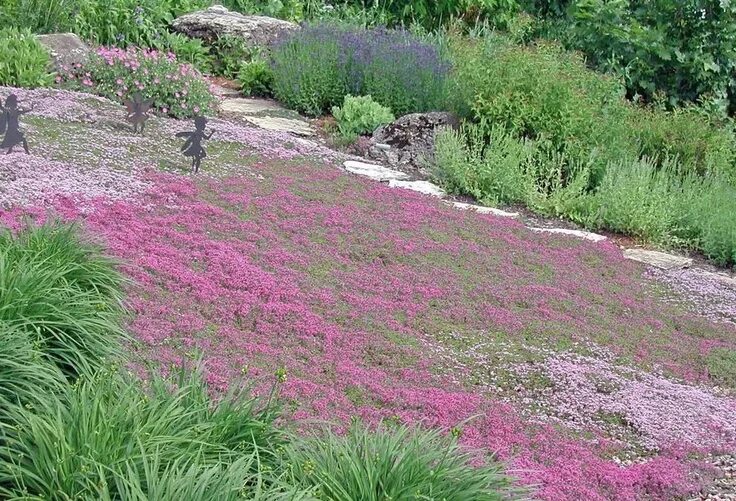 Почвопокровные в ландшафтном дизайне A dry lawn of two creeping thyme varieties (shown in June when in bloom); never 