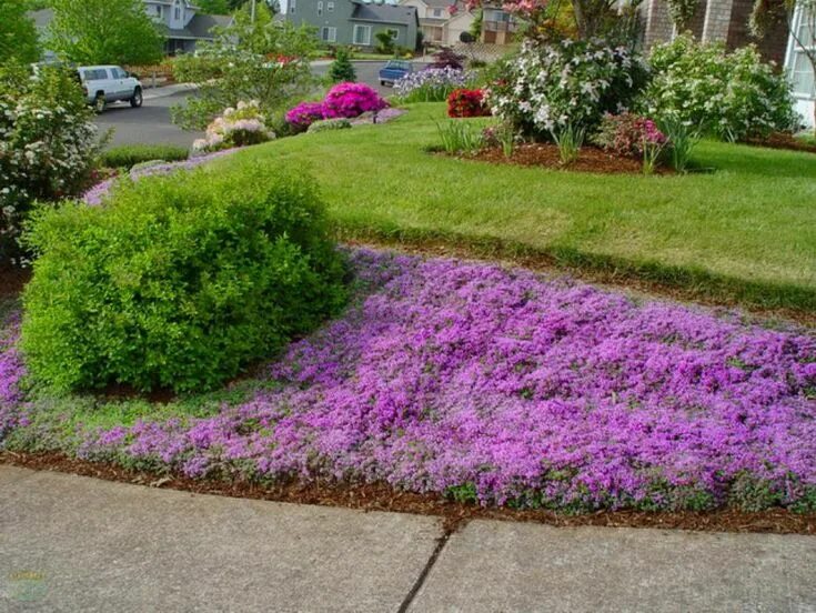 Почвопокровные в ландшафтном дизайне How to Choose Groundcovers and Plants to Use As Lawn Alternatives DIY Lawn alter