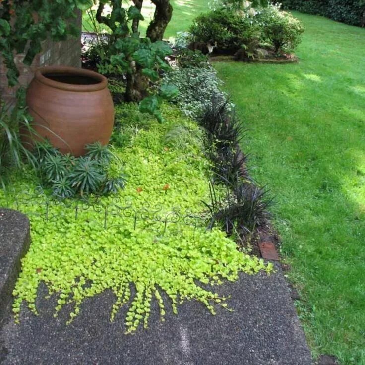 Почвопокровные в ландшафтном дизайне фото Pin on Steep garden in 2024 Shade garden, Shade garden design, Garden design