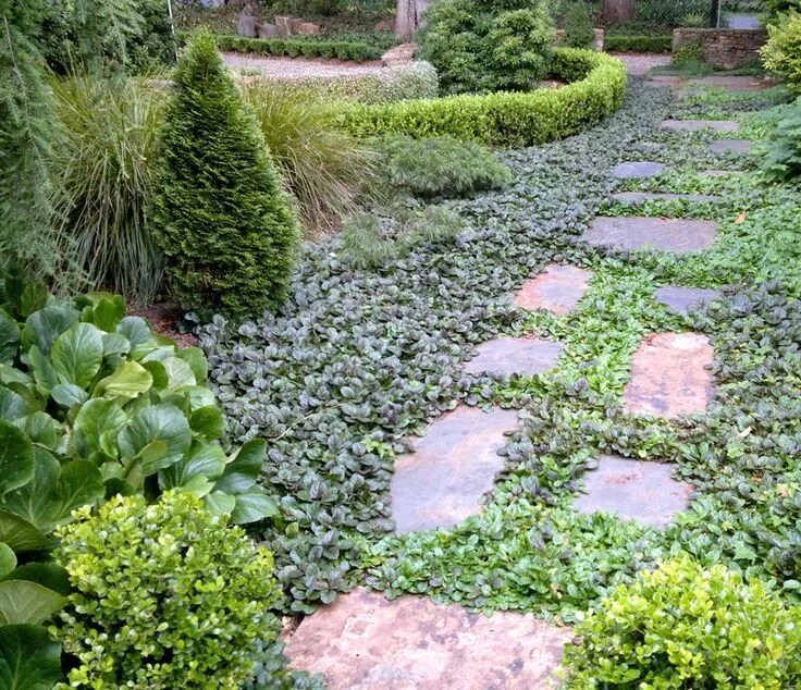 Почвопокровные в ландшафтном дизайне фото Pin on YARD AND GARDEN