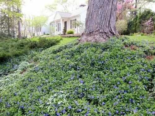 Почвопокровные в саду фото 25 Vinca Minor Periwinkle Creeping Myrtle Perennial Evergreen Ground Cover eBay