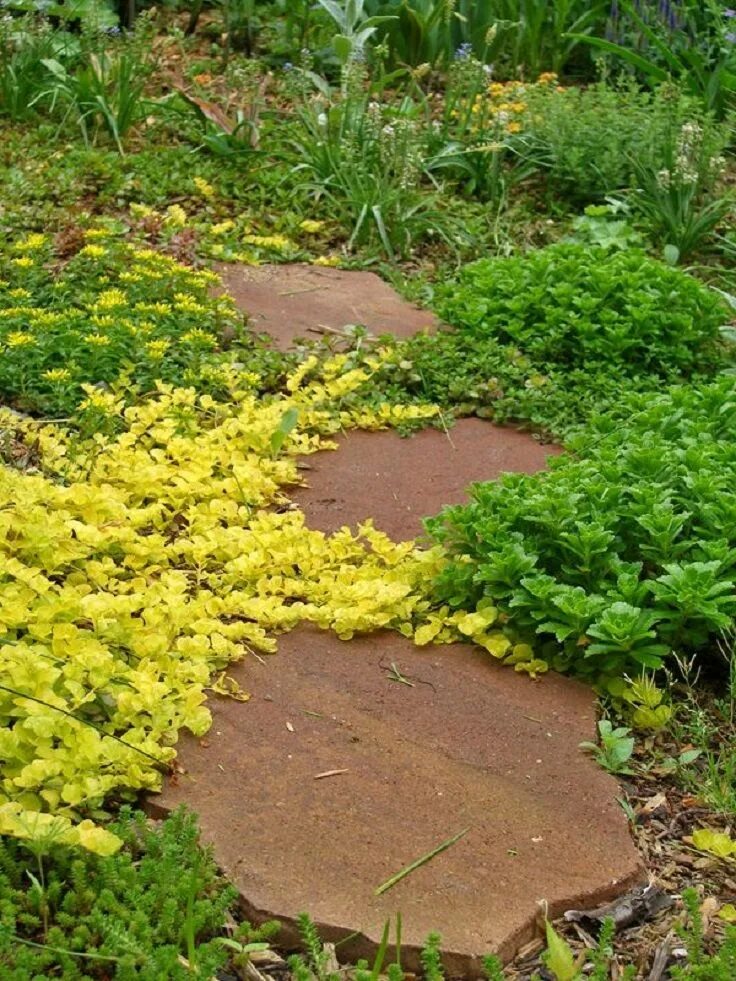 Почвопокровные в саду фото Top 10 Plants and Ground Cover for Your Paths and Walkways Ground cover, Sedum g