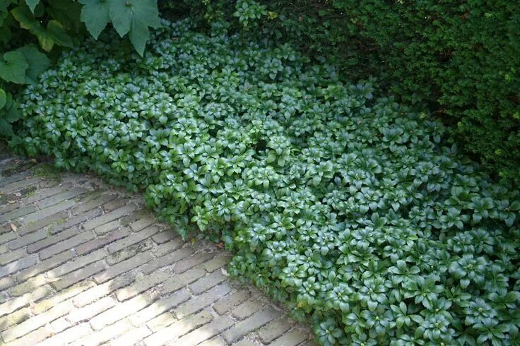 Почвопокровные в саду фото Pachysandra terminalis 'Green Sheen' - Dikkemanskruid, schaduwkruid Bloemenpark 