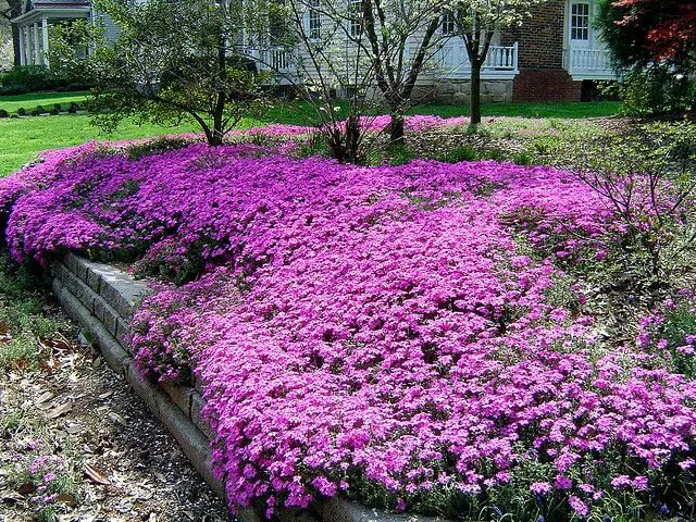 Почвопокровные в саду фото creeping phlox Creeping phlox, Ground cover plants, Perennials