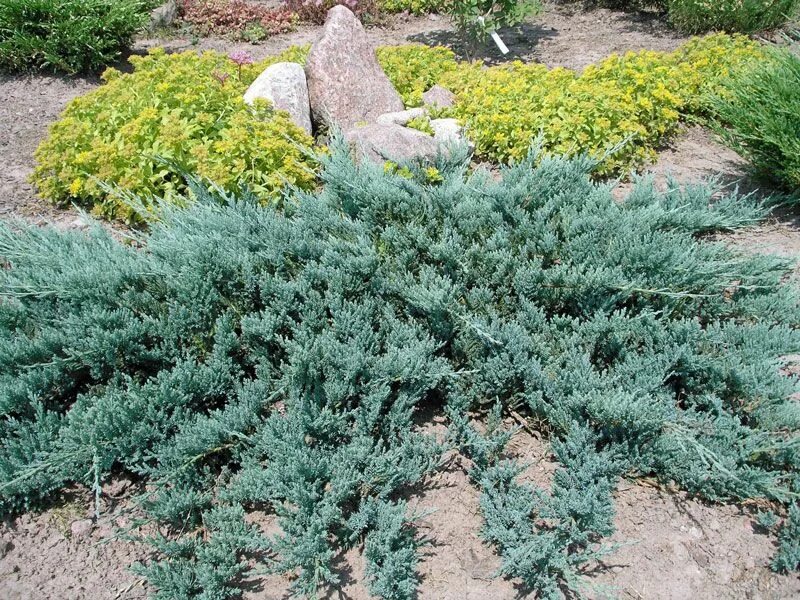 Почвопокровный можжевельник быстрорастущий фото и описание Kadagys gulsčiasis "Blue chip" (Juniperus horizontalis "Blue Chip") F