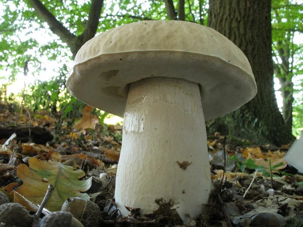 Под белый гриб фото Фотокаталог грибов: Белый гриб дубовый (Boletus reticulatus)