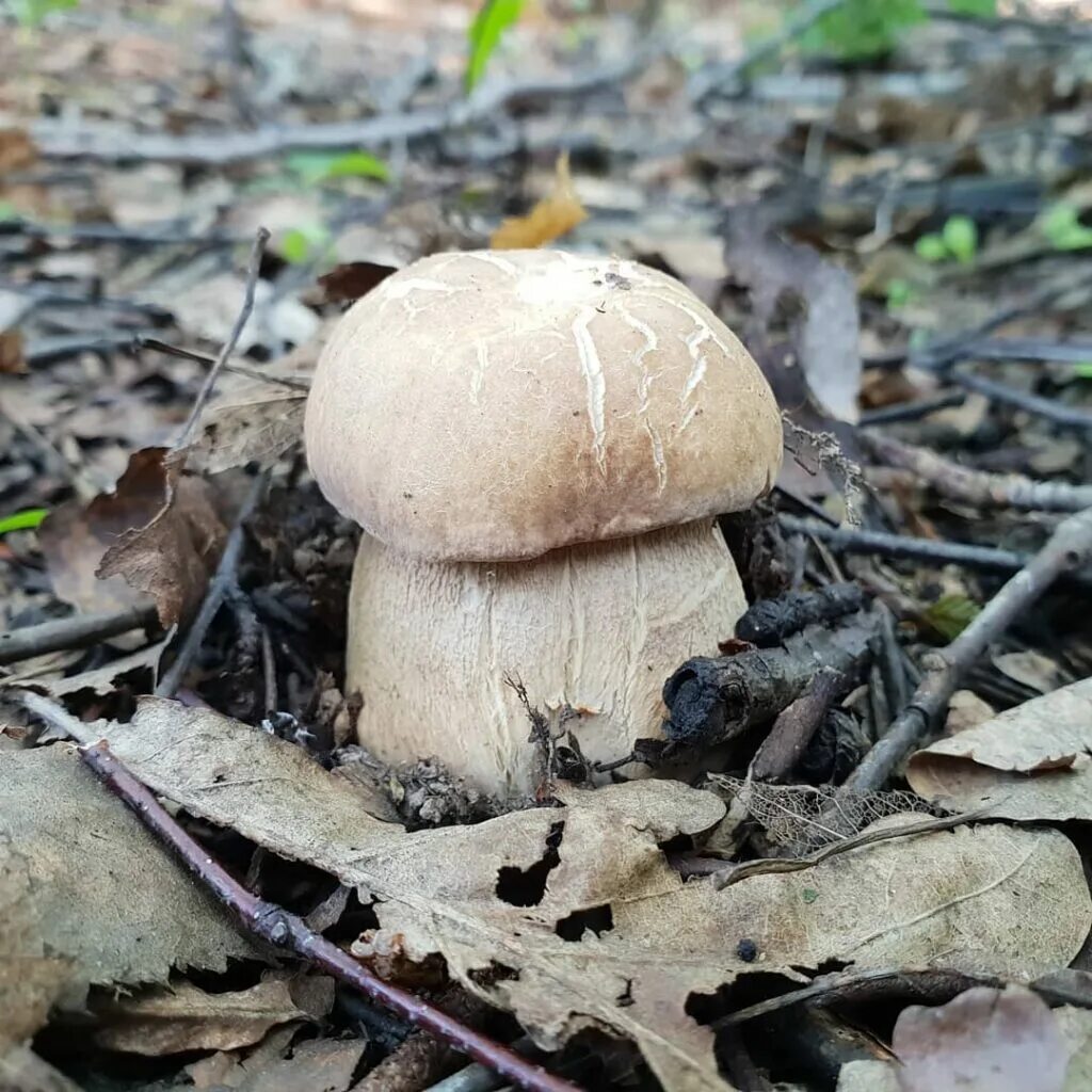 Под белый гриб фото Белый гриб березовый (Boletus edulis): описание, где растет, как отличить, фото 