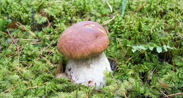 Под белый гриб фото Where are porcini mushrooms found, in what forests can you find it?