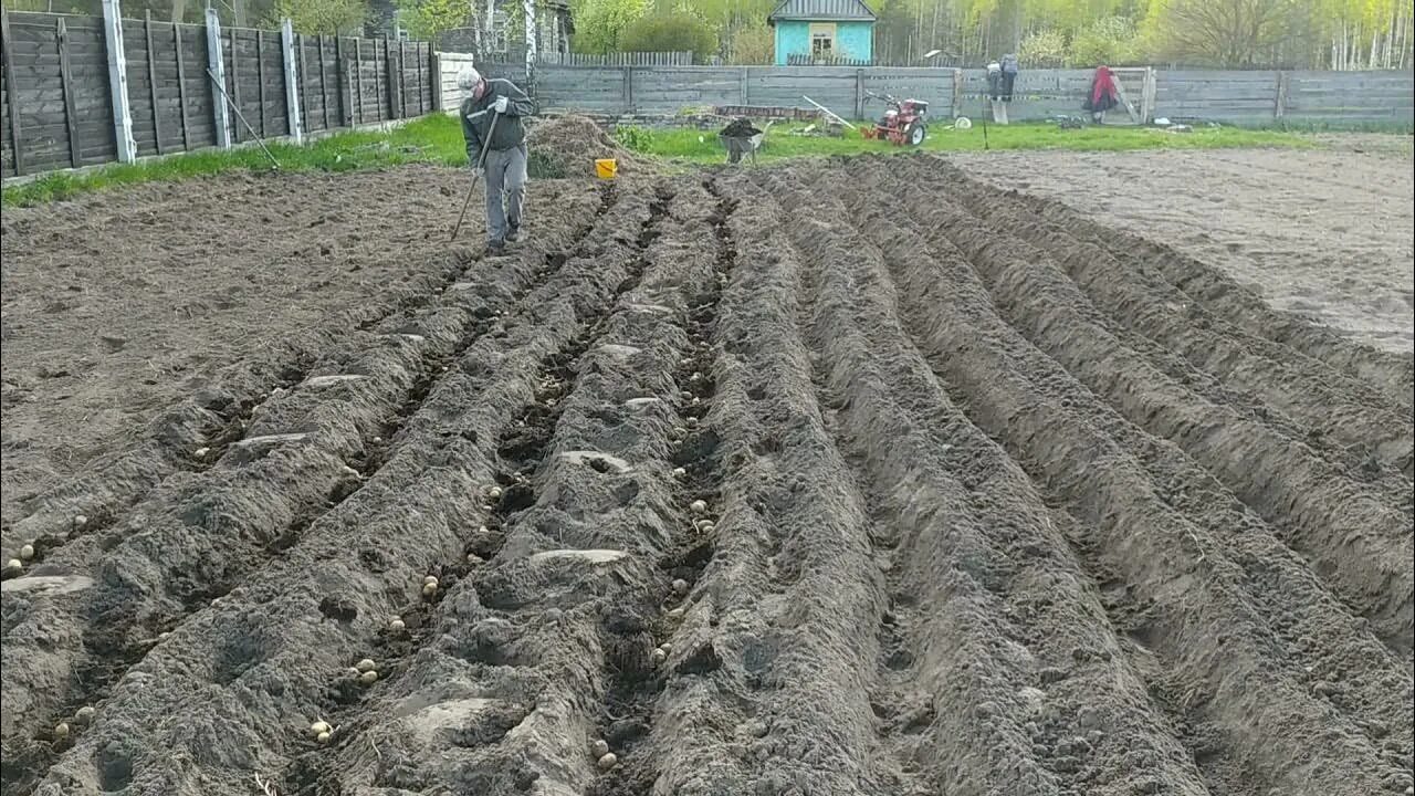 Под картофель борозды фото Посадка картошки по навозу. Нарезаем борозды мотоблоком, а засыпаем граблями! И 
