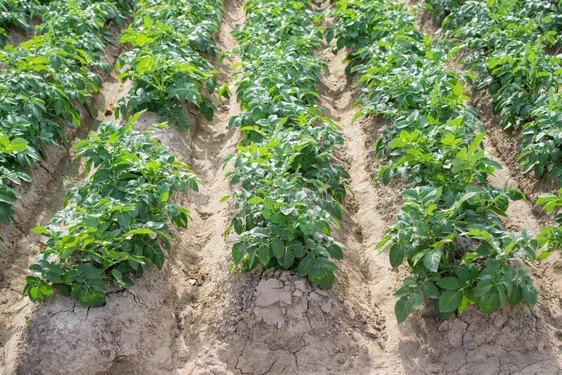 Под картофель борозды фото Side View of Potato Plantation Rows and Furrows Stock Image - Image of closeup, 