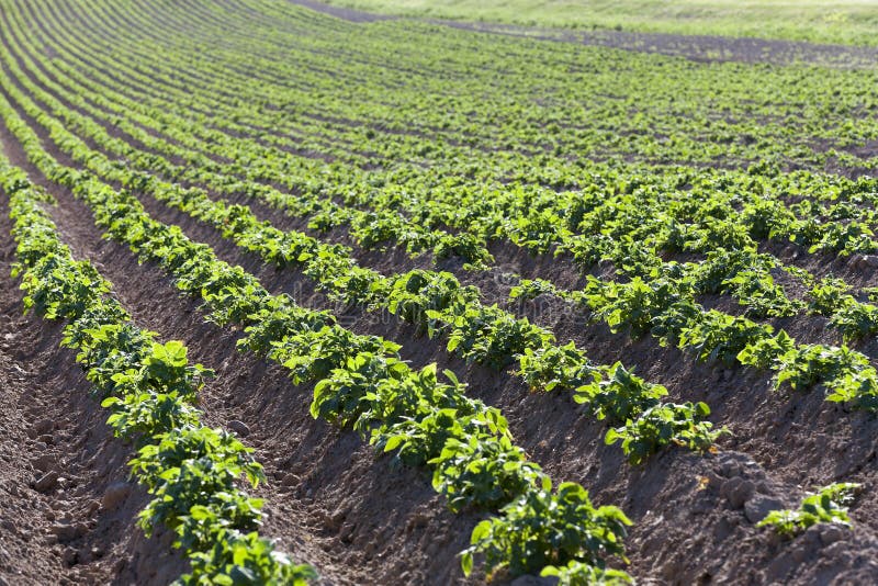 Под картофель борозды фото 3,264 Agriculturist стоковые фото - бесплатные и стоковые фото RF от Dreamstime 