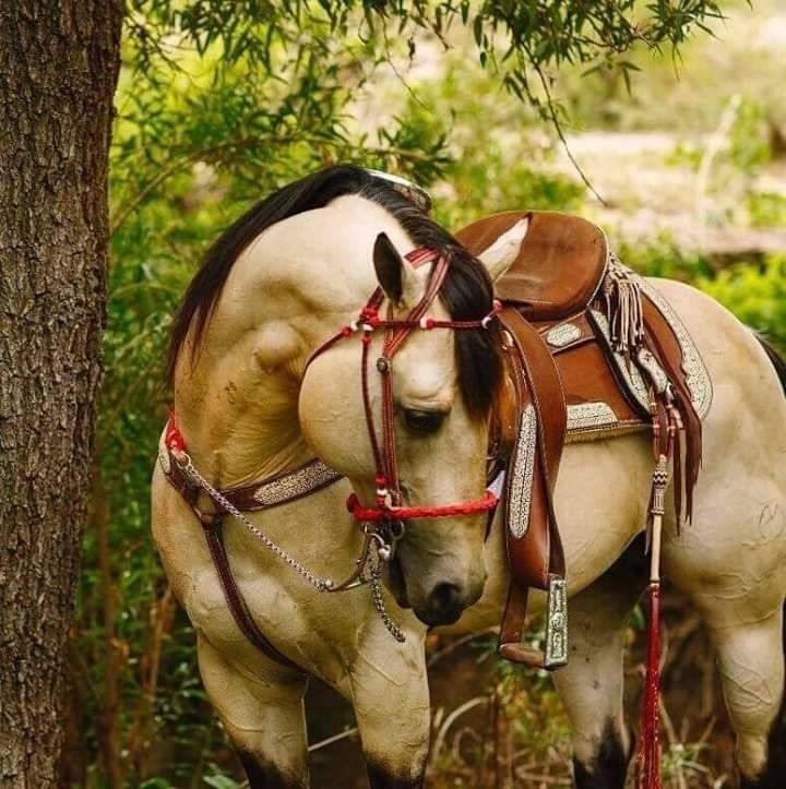 Под лошадью фото Pin by Diane Myers on Horses Majestic horse, Horse pictures, Horses