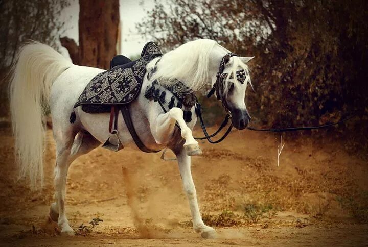 Под лошадью фото Turki Al Rayyan Beautiful arabian horses, Pretty horses, Horse love