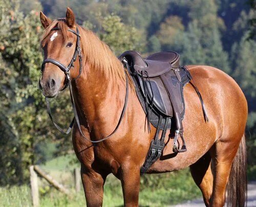 Под лошадью фото Treeless Saddles Barefoot 'Cherokee' Horses Treeless saddle, Saddles, Horses
