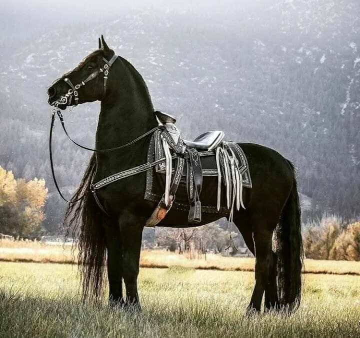 Под лошадью фото Про100 красивые ЛОШАДИ (https://www.ok.ru/group/55394367832255/settings) Horses,
