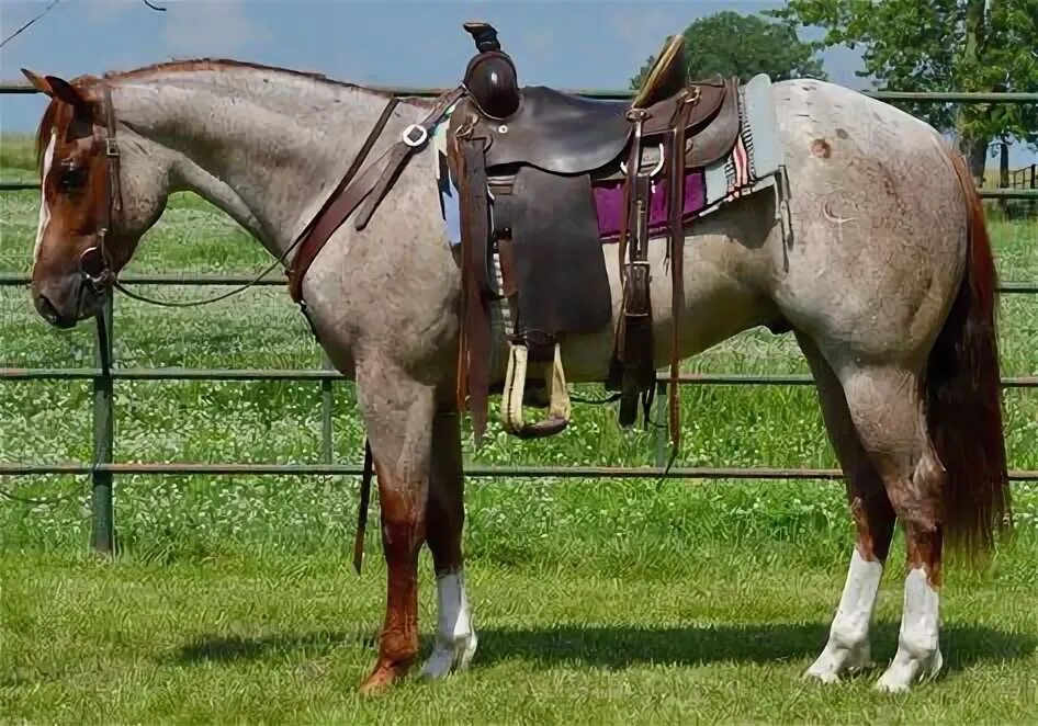 Под лошадью фото 10 популярных идей на тему "quarter horses" для вдохновения