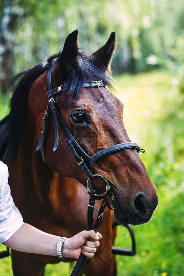 Под лошадью фото Mans Hand Holding a Black Horse for Bridles Stock Photo - Image of brush, bridle