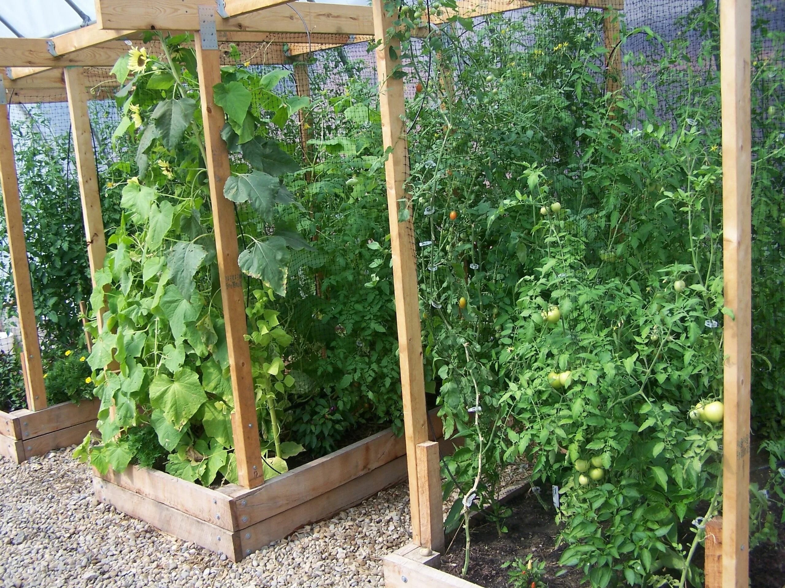 Под огурцы своими руками фото ЧЕМ ПОДКОРМИТЬ ПОМИДОРЫ В ИЮЛЕ Garden trellis designs, Garden trellis, Diy garde