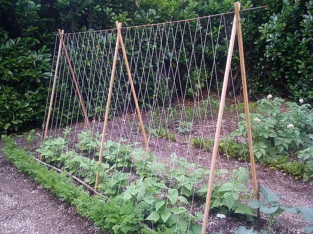Под огурцы своими руками фото Tomato DIY: Pruning and Trellises Gitter garten, Garten anpflanzen, Garten