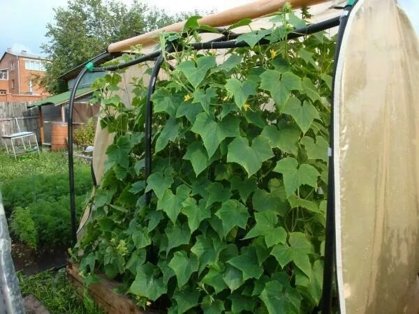 Под огурцы своими руками фото Greenhouses for cucumbers: greenhouses photo and video, the correct trellis in M