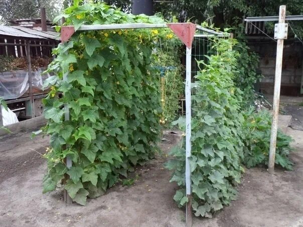 Под огурцы своими руками фото MOLOKO.... FOR OGUPCA ! There's a black aphid in your cucumber pocket. The leave