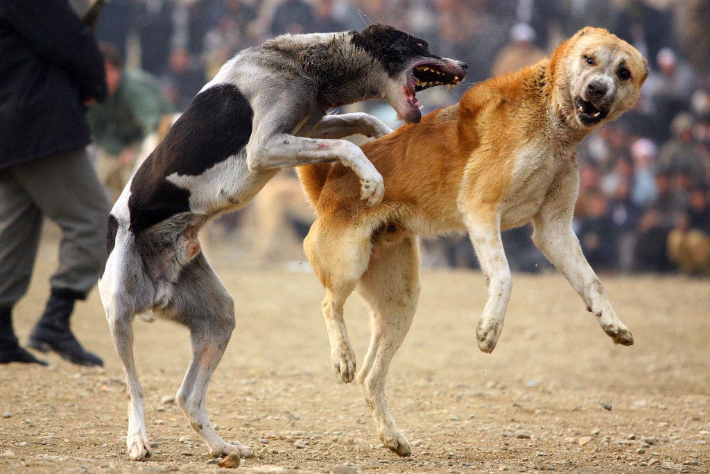 Под собакой фото Authorities issue embarrassing retraction after claiming 70 dogs on loose in Sou
