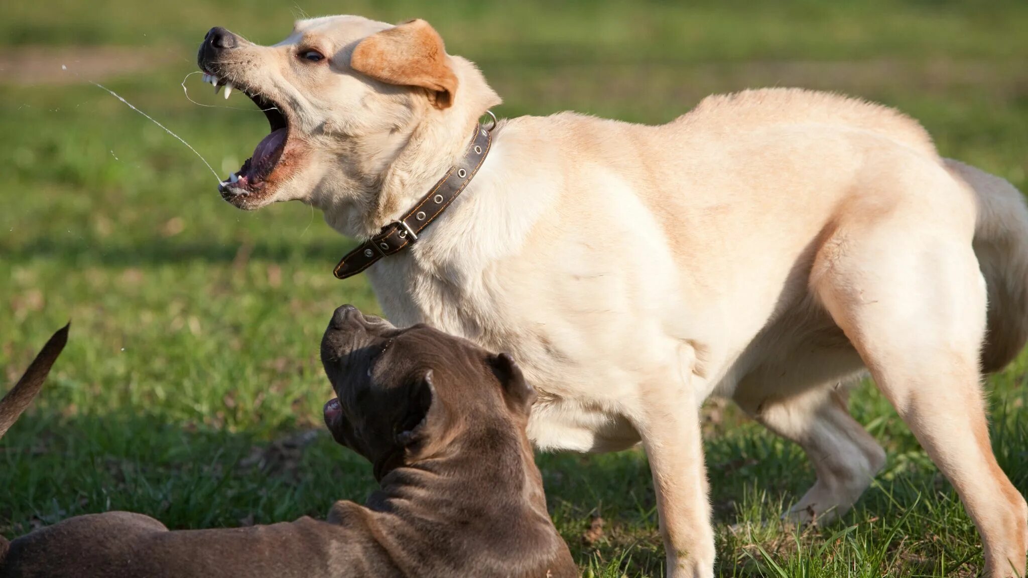 Под собакой фото Why dogs attack: From TikTok trends to lockdown habits, what could be behind the